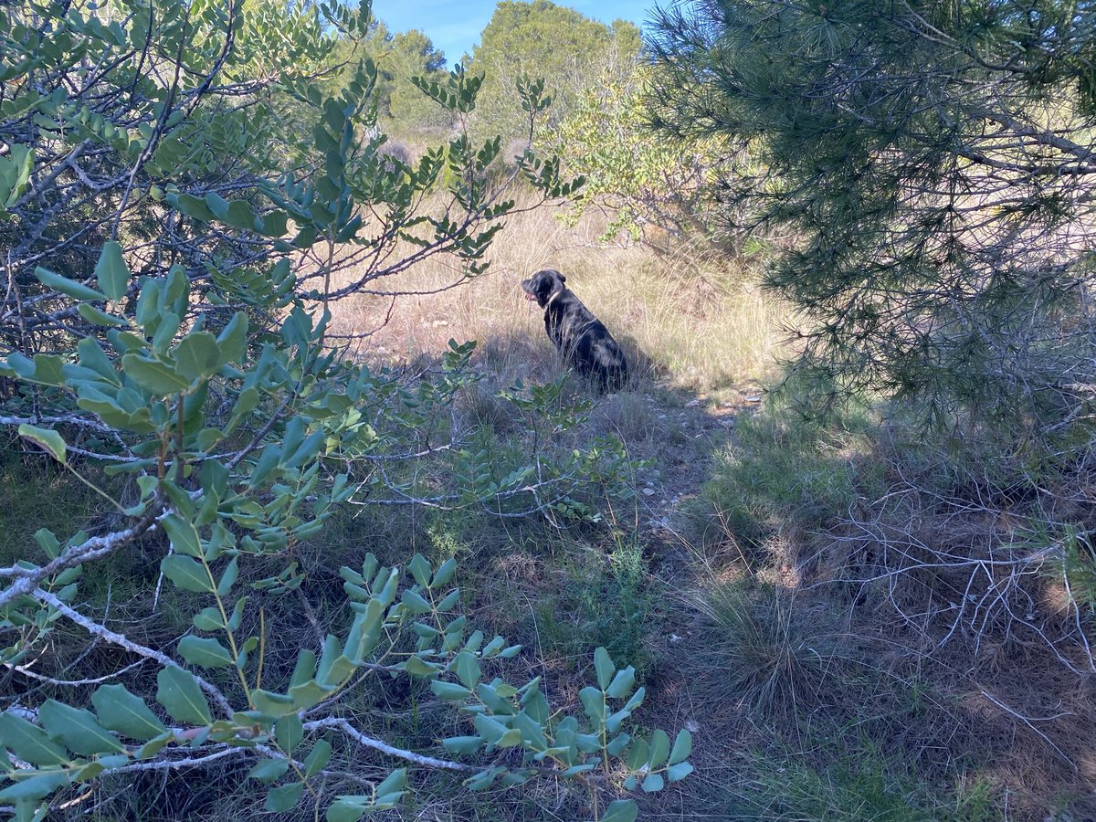 boromas's tweet photo. He crecido paseando por este pequeño monte, que finalmente el Ayuntamiento ha decidido arrasar. Crimen ecológico perpetrado por políticos tan ecologistas cuando se trata del Amazonas…

En fin, pinos, algarrobos, caminos, conejitos…mi perro y yo os echaremos de menos. https://t.co/WYnWHMKcn3