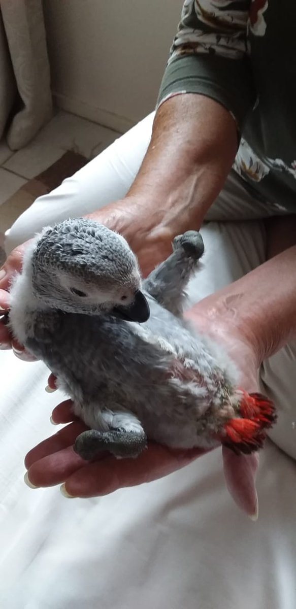 brainybirds_sa's tweet photo. When challenged the pet shop gave the bird to them. They tried looking after the bird but then realised they can't provide for this bird and contacted us. They named him Skippy. Tell me again how breeding for profit is ok?  #stopUnethicalBreeding https://t.co/2bnVizYwCs