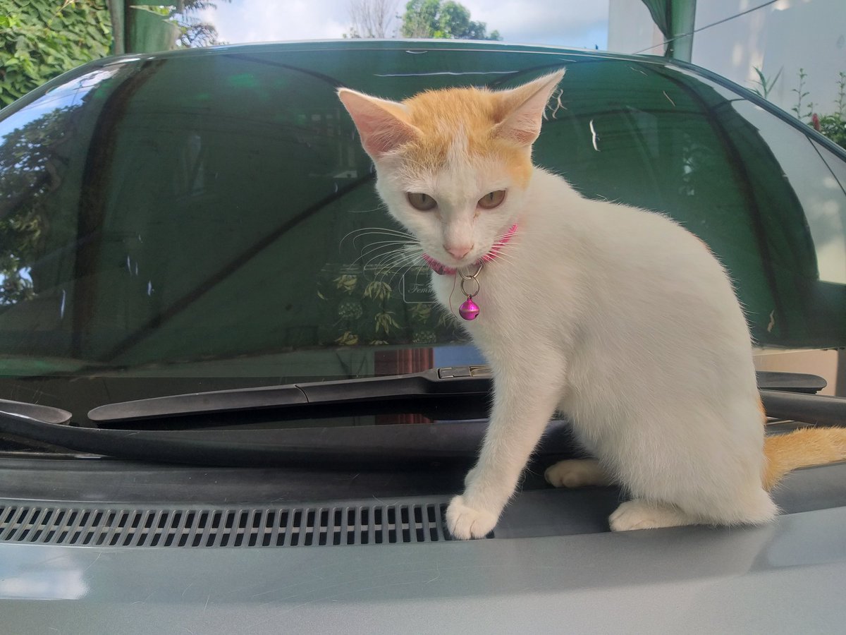 leolei888's tweet photo. 1, 2, 3.. smile.... SARAH
#cats #catlovers #CatsOfTwitter https://t.co/BjNt4oGj26
