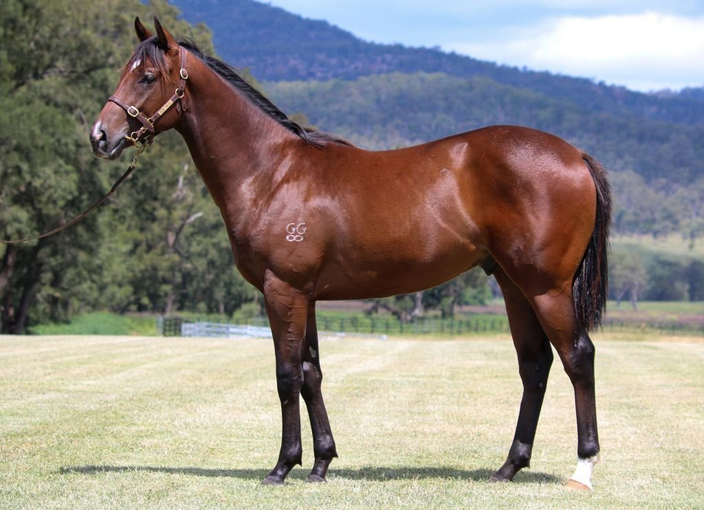 Lot 179 a colt on account of #GlenGallicStud sells to Trilogy Racing and CB Bloodstock for $200k. By <a href="/DarleyAus/">Darley in Australia</a> first-season sire Harry Angel and out of Choisir mare Quaff who has a weanling colt by Castelvecchio.
