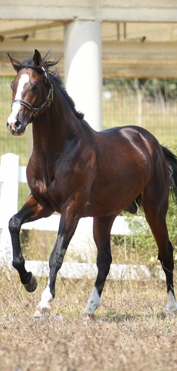 HASAFET,
Koca Oğlan.