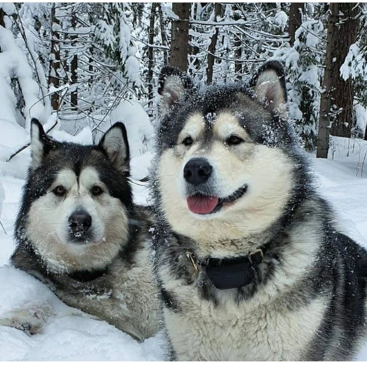 husky_mis's tweet photo. Nice place 🐕🥰
#dogecoin #dogsoftwitter #doge #dogs #dogelon #DOGEON #DogeKing #dogelonmars #dogefam #mis_husky_07_family #NewYorkForever https://t.co/n1CKtvRCVp