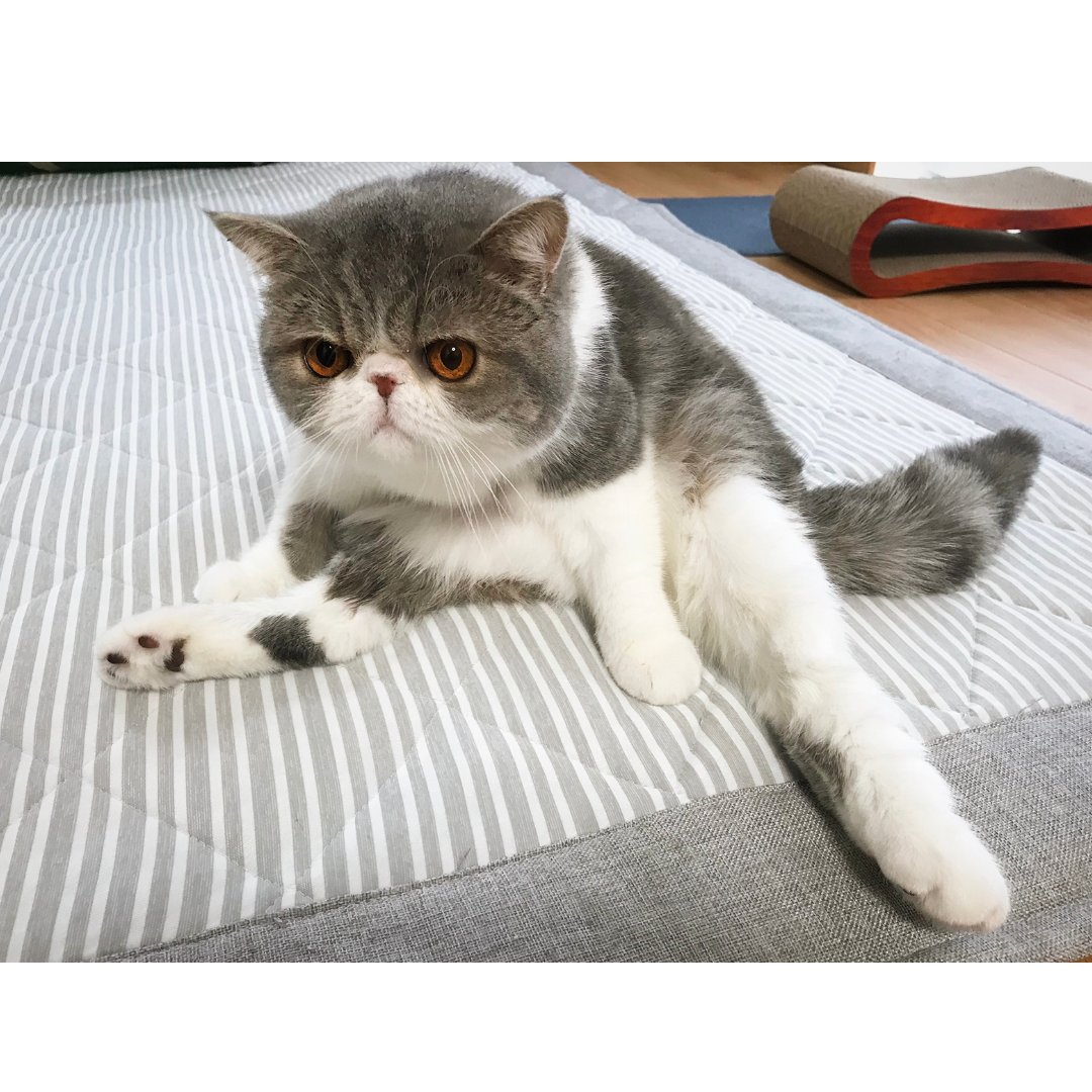 MarchoExotic's tweet photo. 元気炸裂中・・・😼😼😼💥💥💥 https://t.co/a2LPWzC0Lz