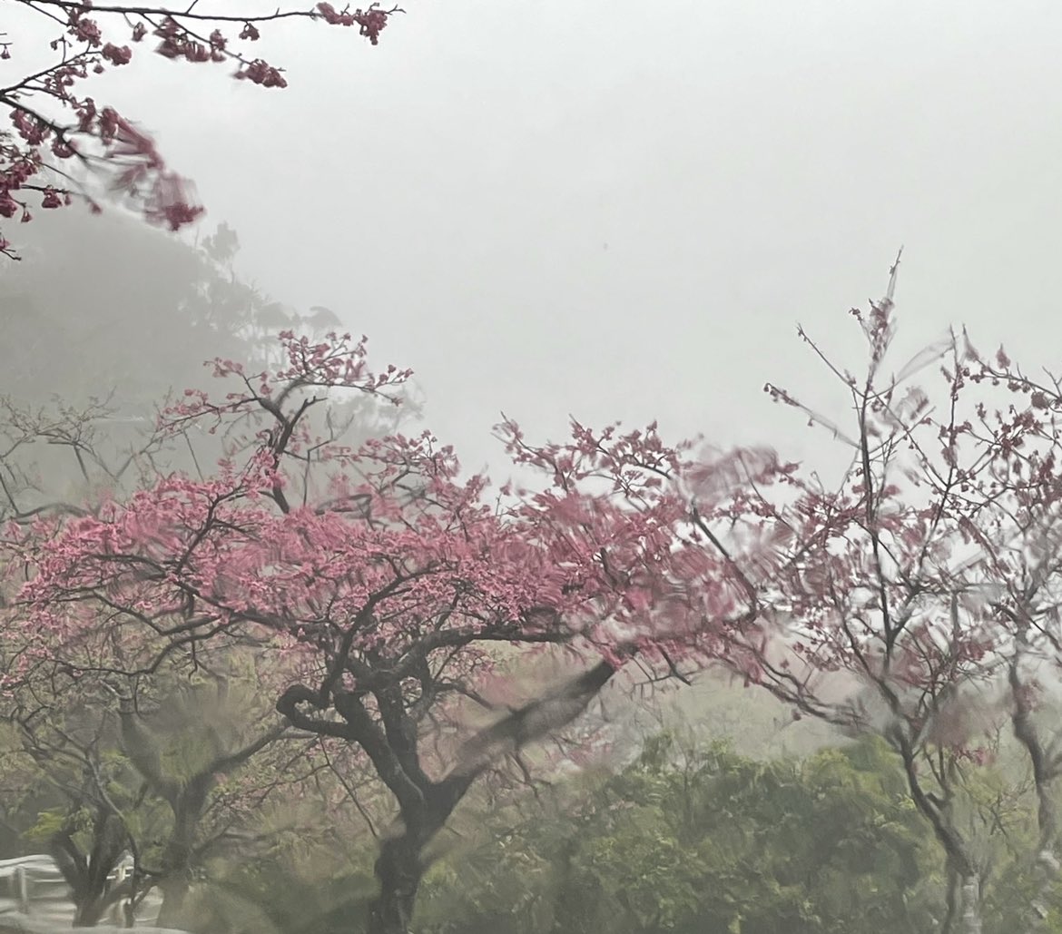 Even in the rain, the cherry blossoms here are beautiful.