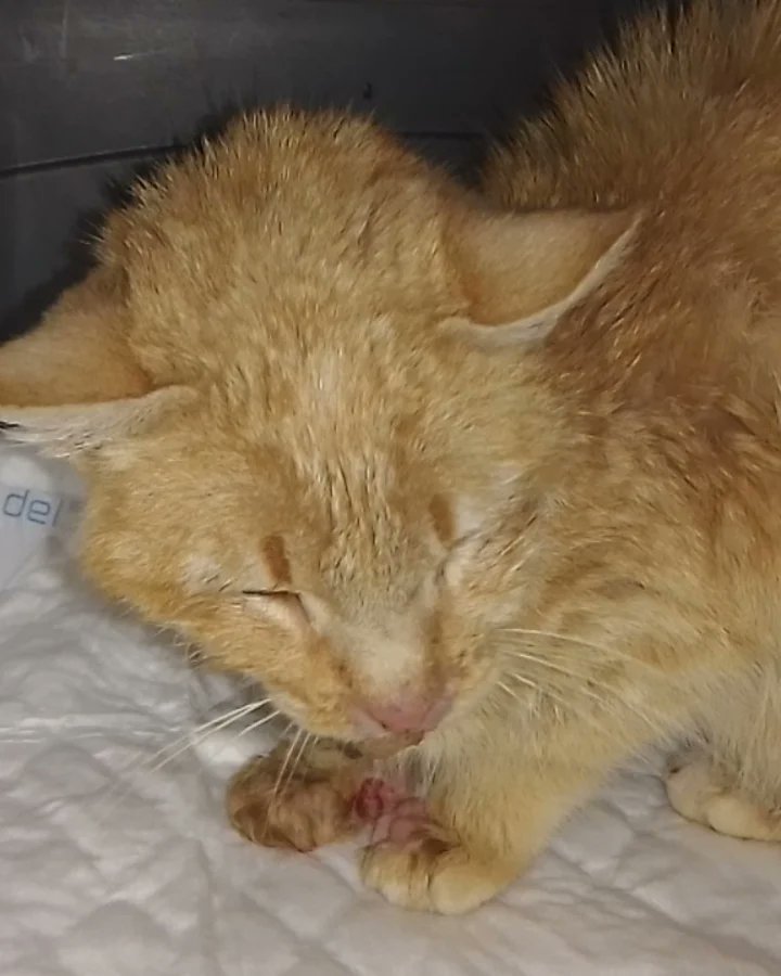ayudaaanimales2's tweet photo. 🚨Ayer a estas mismas horas Alguien tiro a la basura una gatita anciana sin dientes y muy enferma.
Esto paso en Ciudad Real
(En calle Soria, cerca de plaza de Málaga en Tomelloso)🚨
Necesito ayuda para hacerlo viral y dar con el/la desgraciado.
RT ATOPE! 🙏🥺 https://t.co/p405xl690G