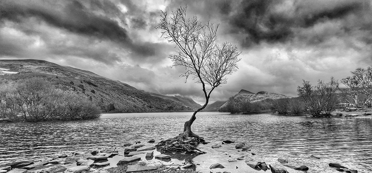 youngonesfive's tweet photo. The Lone Tree on the shores of Llyn Padarn in North Wales. Phone shot. February 2022. #LoneTree #Llanberis #NorthWales #February22 #Samsung20Plus @NTWales @NTSnowdoniaLlyn @BBCWales https://t.co/gFmNaq0aey