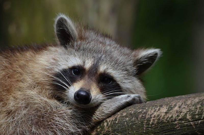 raccoonhourly's tweet photo. https://t.co/2WZIRFDbEj