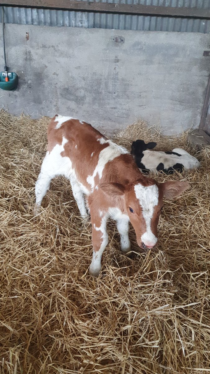 Sean Corby tweet media