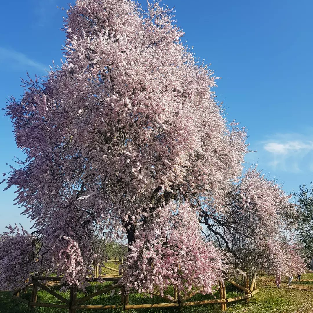 Así de espectacular luce el #Almendro Real de Valverde de Leganés. En un sencillo paseo,apto para carritos, llegarás a este precioso Árbol Singular de #Extremadura. ¡Anímate!