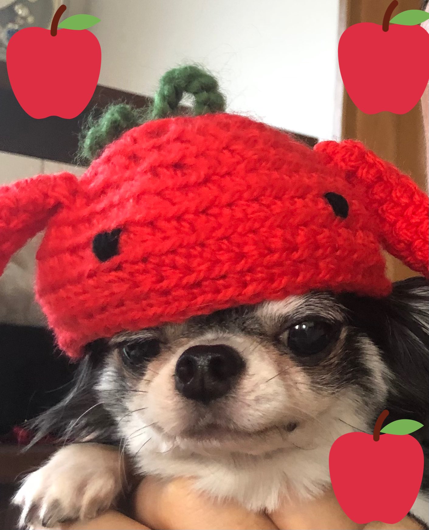 金平糖 セーター作りたかったはずが 帽子になってた ʕ ᴥ ʔ ﾑｽﾞｲ チワワ 犬好きさんと繋がりたい 編み物 うさりんご帽子 T Co C4pjk26szn Twitter