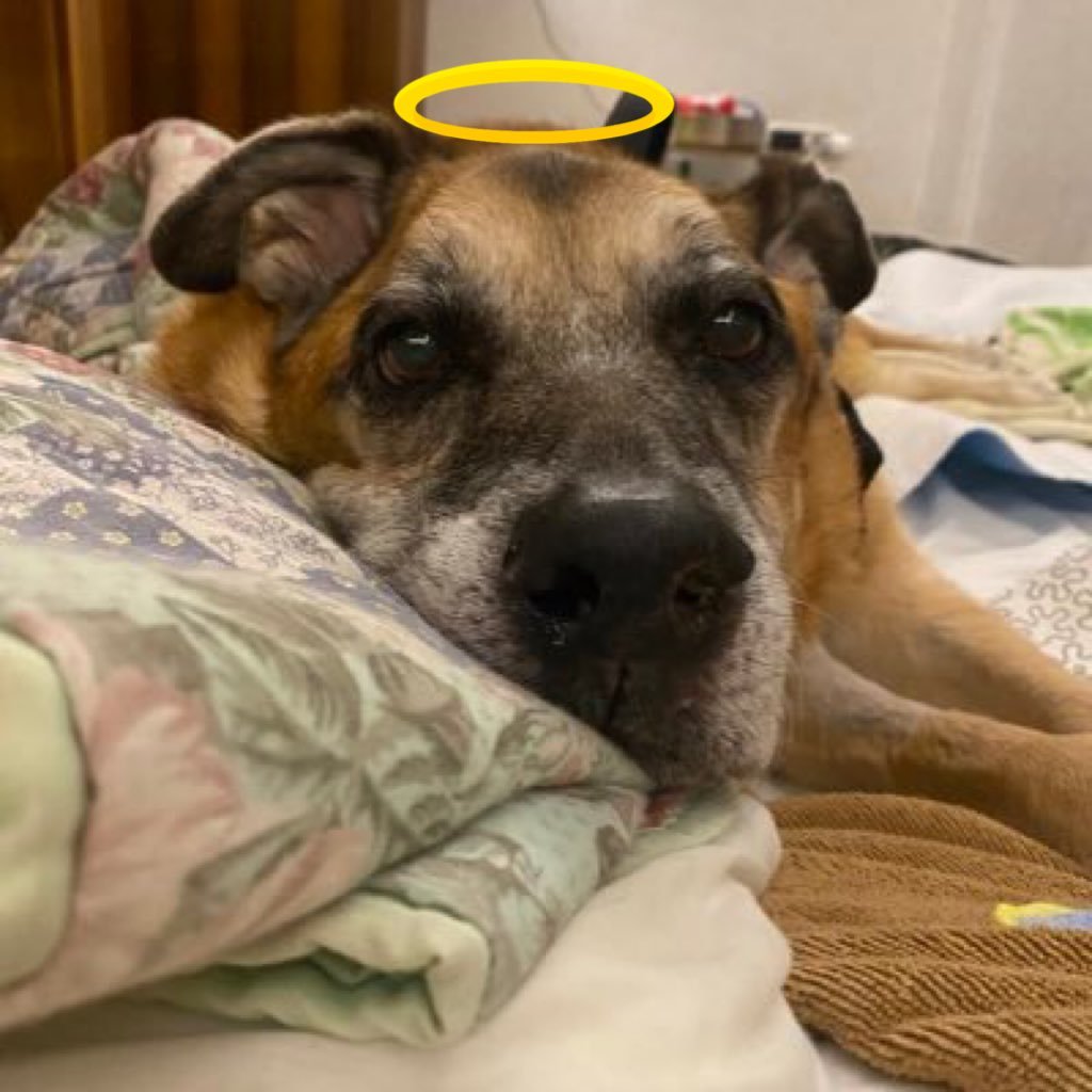 I am changing my profile pic to honor my dejar friend Leo and to show some love and support to his mom, Stefy <a href="/StefyZ784/">LEO🐕 Kindness,Love❤️&Boops👉🏻</a> 
We will miss and love you forever sweet boy 🌈❤️