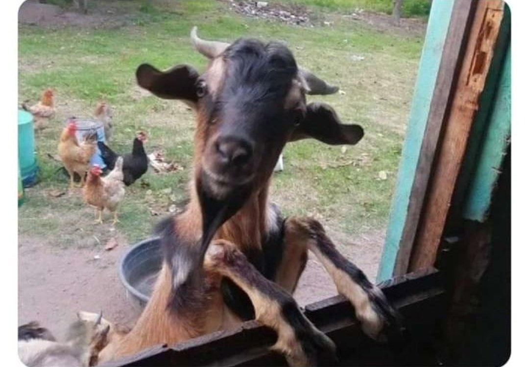 CurateZim's tweet photo. Muri kutodya henyu sadza muchiseva baba vangu? https://t.co/pqyb2FIyyg