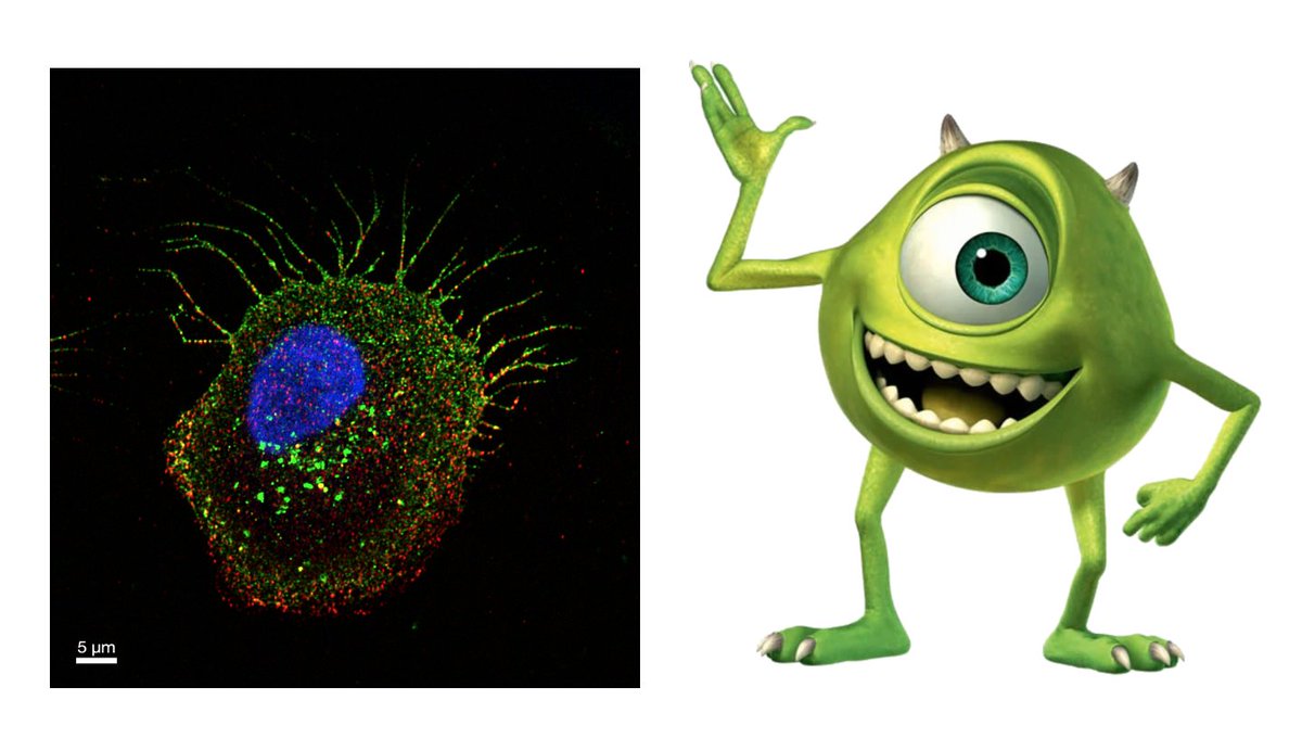 Found the Mike Wazowski of cells! #cellbiology #microscopy #science #confocal #livercancer #livertwitter
