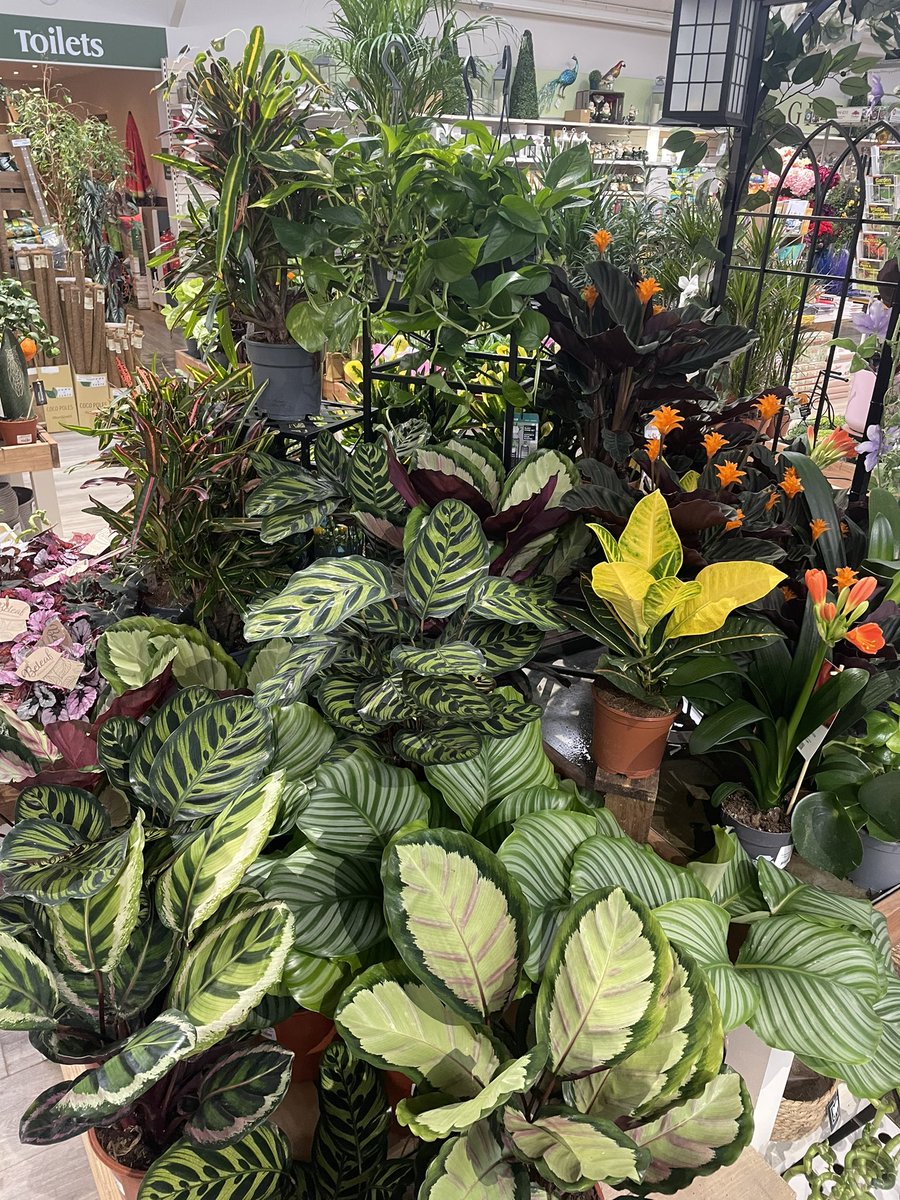 ansellgc's tweet photo. Just need to decide what will be the next addition! 🤣 

So many lovely houseplants in this weekend 💚 https://t.co/m0Qa8Yd4L3