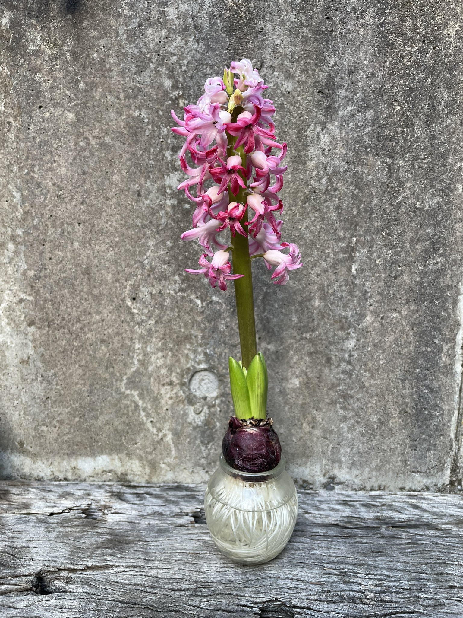 Inori 水栽培のヒヤシンスの花が萎れてきたので花を切って地植えにしました だいたい次の年に少し花が咲いてその後見失います あと しょうもないですがピンクのヒヤシンスが萎れてきたらだんだんタコっぽくなって可愛かったです 花はこの後ドライにし