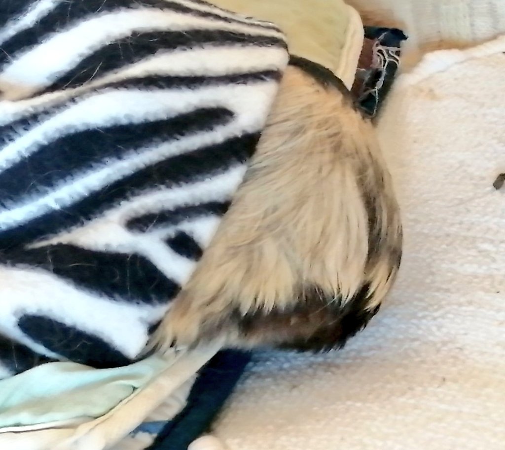 BIBHpsa's tweet photo. It's comfortable Sunday. Well....at least for me. #guineapigs #pets #animals #theadventuresoflia #guineapig #Lia https://t.co/wH2xlp9ZHC