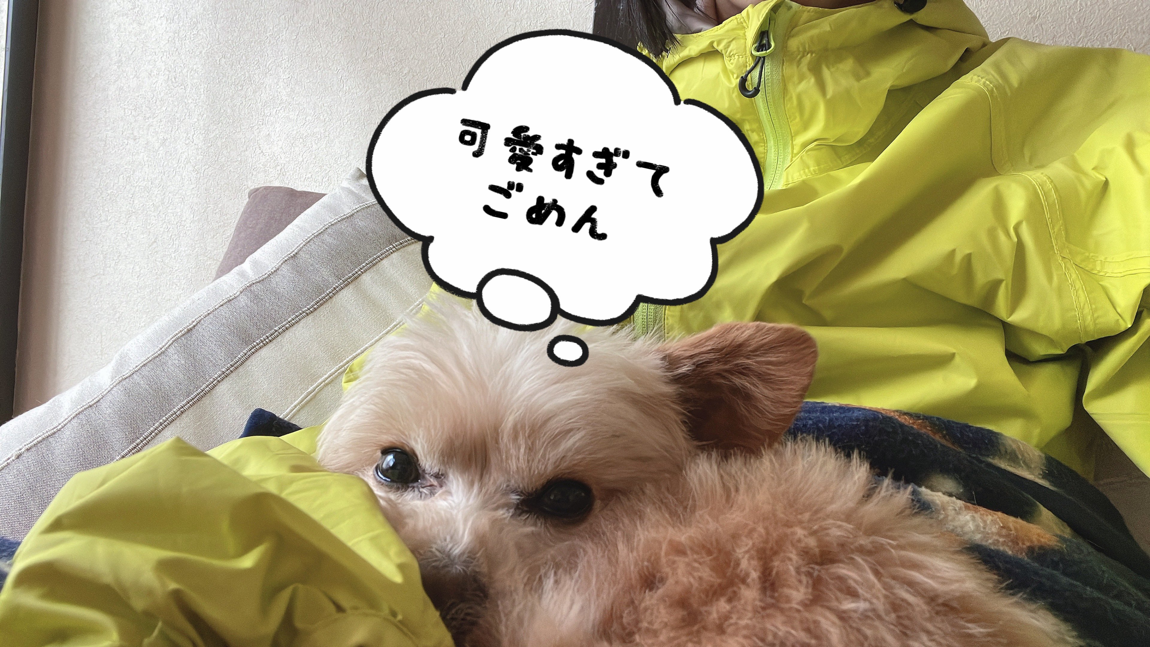 チワプーの あみ Snowアプリでいぬのきもちが出るそうで チワプー ミックス犬 あみ T Co zlilersr Twitter