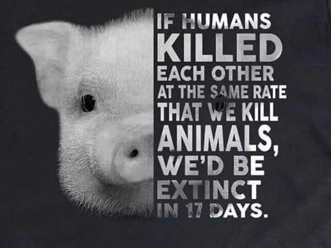 me1stVegan2nd's tweet image. If humans were slaughtered at the same RATE as animals we&apos;d be extinct in just 17 DAYS 🤔💭

If you&apos;re wondering where 2021 went imagine how quickly 17 days would pass...

#govegan #vegan