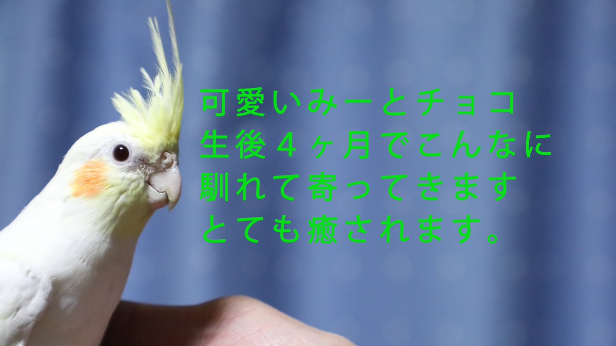 michoco20211012's tweet photo. 甘えたなオカメインコとセキセイインコ！
https://t.co/Cs35hz01YY
動画アップしましたー！最近忙しくてなかなかアップできないですが、よかったら見て下さい🤗 https://t.co/0800RgCpbu