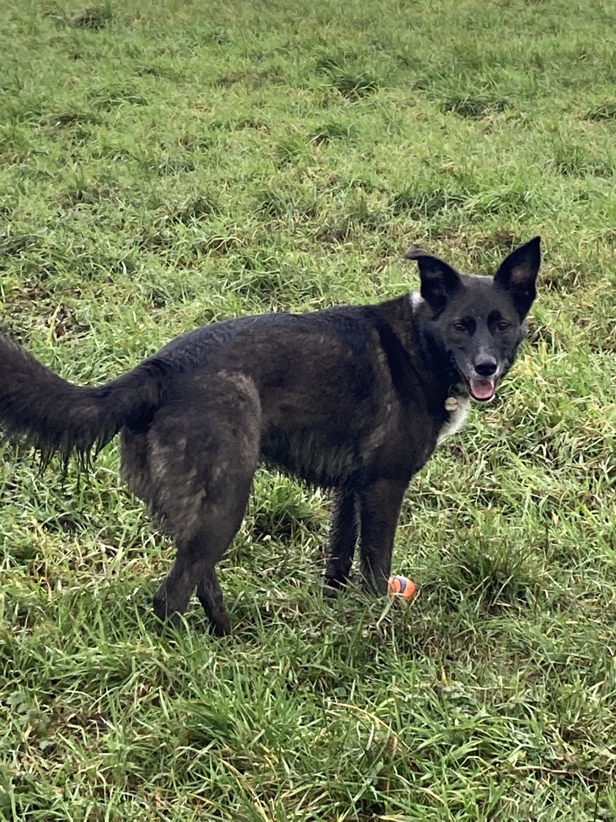 skye_rescue's tweet photo. Early morning walk! ❤️🐾 https://t.co/4J5yld4Kha