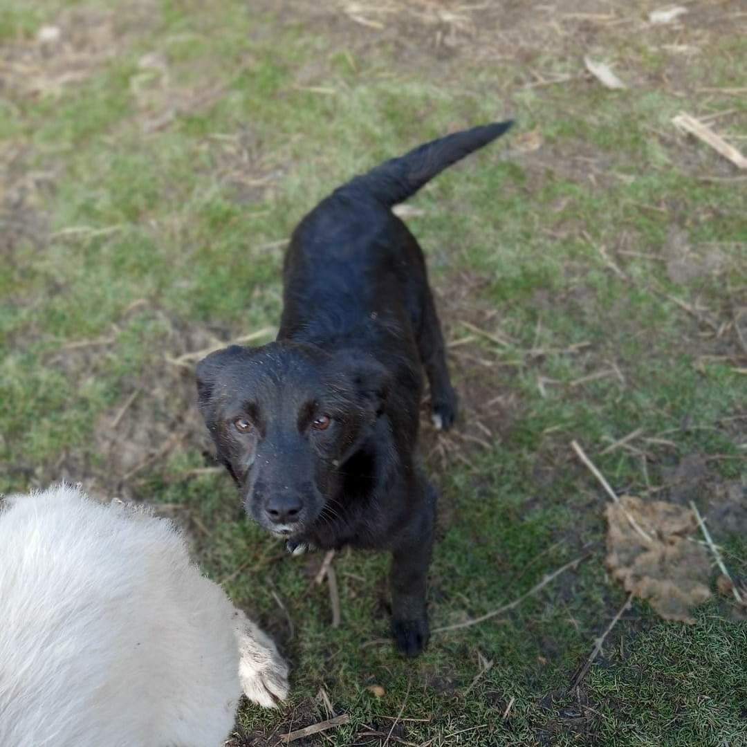 ShelterAmos's tweet photo. Hazel is still looking for a home! A miniature and very playful puppy that is suitable for any kind of home 🏡

#AMOS #amosshelter #puppy #puppylove #dogs #dogsoftwitter #dogsofinstagram #doge #black #AdoptDontShop https://t.co/Z9LPxQxfPA