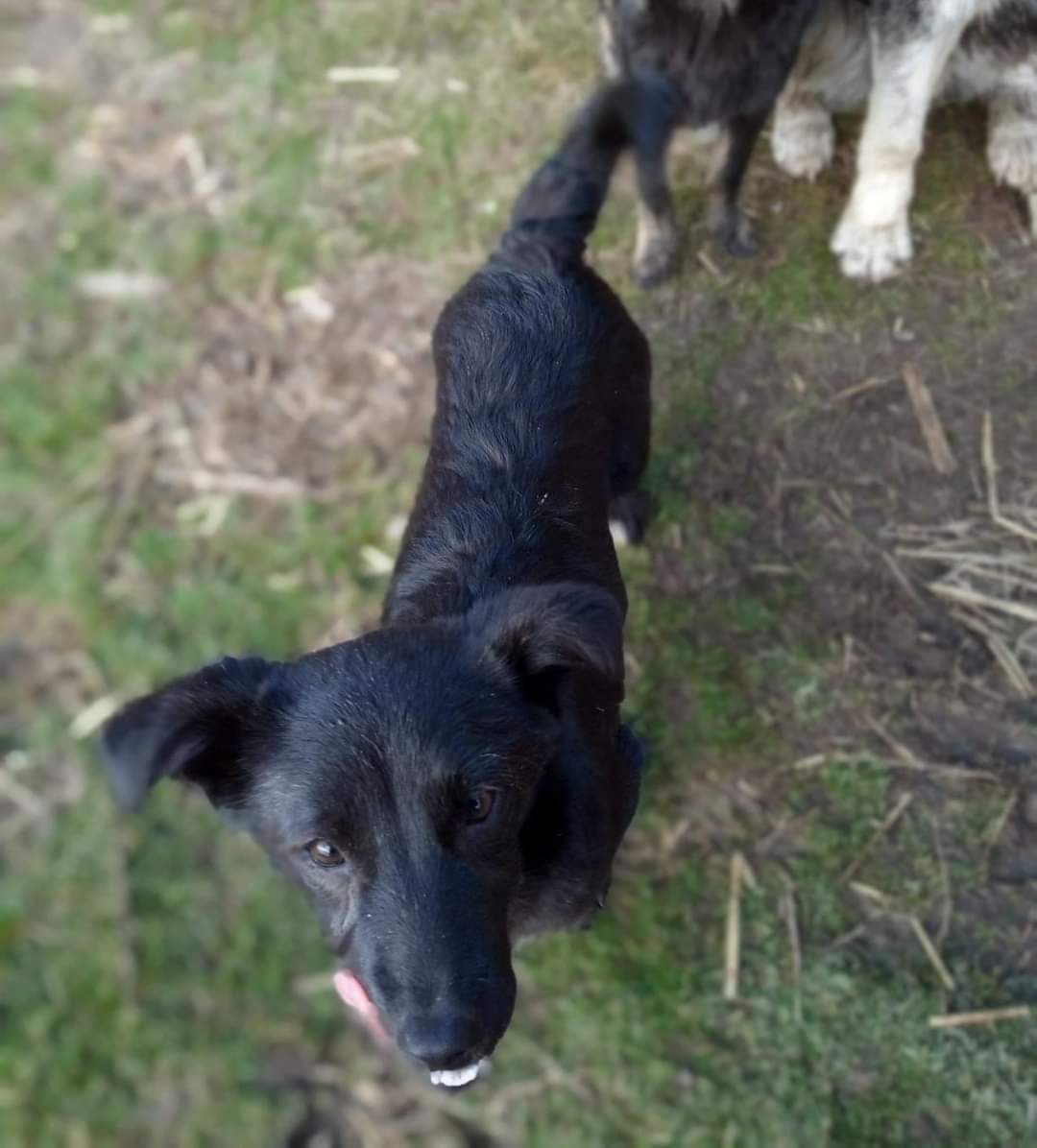 ShelterAmos's tweet photo. Hazel is still looking for a home! A miniature and very playful puppy that is suitable for any kind of home 🏡

#AMOS #amosshelter #puppy #puppylove #dogs #dogsoftwitter #dogsofinstagram #doge #black #AdoptDontShop https://t.co/Z9LPxQxfPA