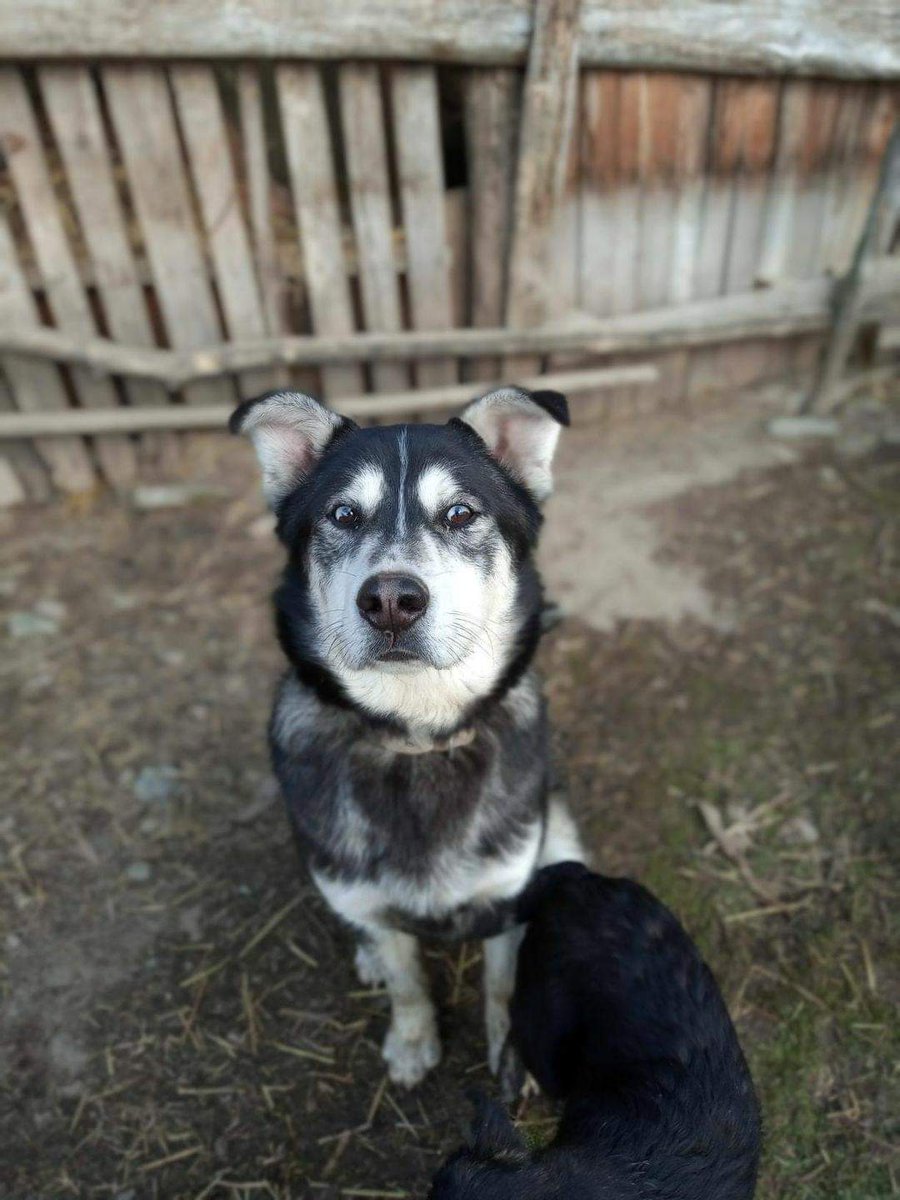 ShelterAmos's tweet photo. Meet Togo. He is our special boy that deserves a special home where he will get a lot of love and attention 🖤

Togo is a very lovely, calm and obedient Husky mix with very unique colored eyes, he is around 1 year old.

Read more about him here ⬇️
https://t.co/O5umawVprx

#AMOS https://t.co/fS7b6C7nnz