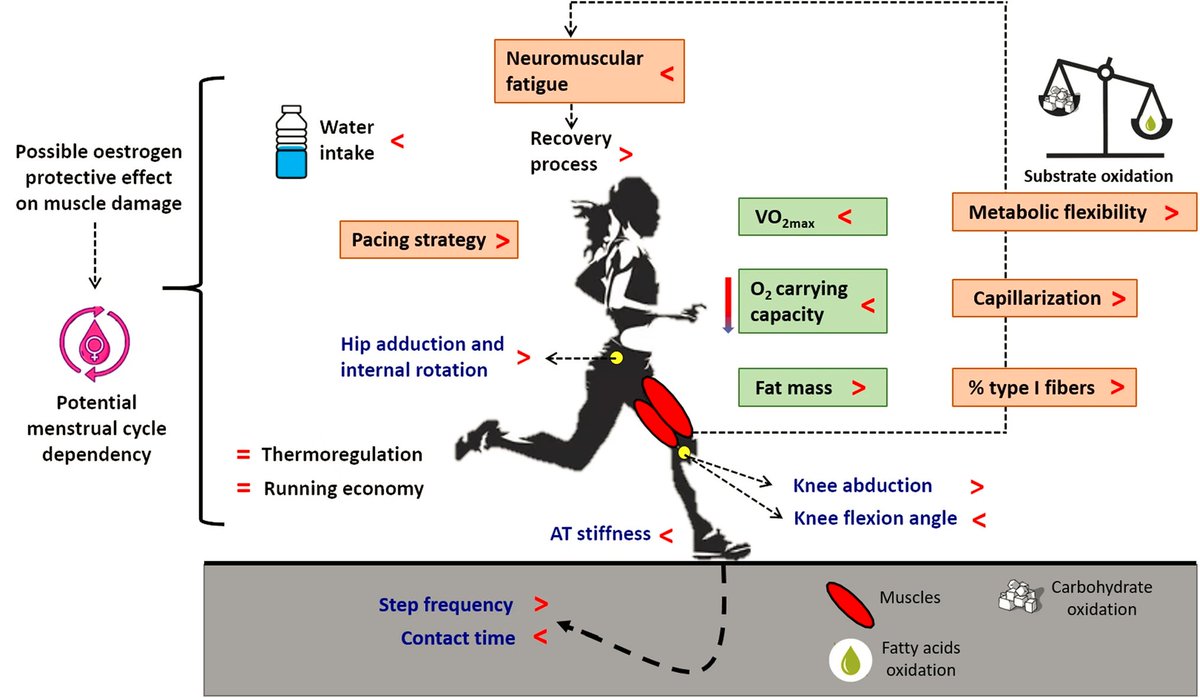Sex Differences in Endurance Running 

👇👇

pubmed.ncbi.nlm.nih.gov/35122632/