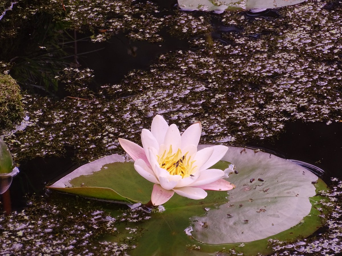 CCommijs's tweet photo. Dag 6/28 van #februariplantenmaand is voor de witte #Waterlelie en de gele #Plomp.
@stefvanwalsum https://t.co/NR5hTEe4Pp
