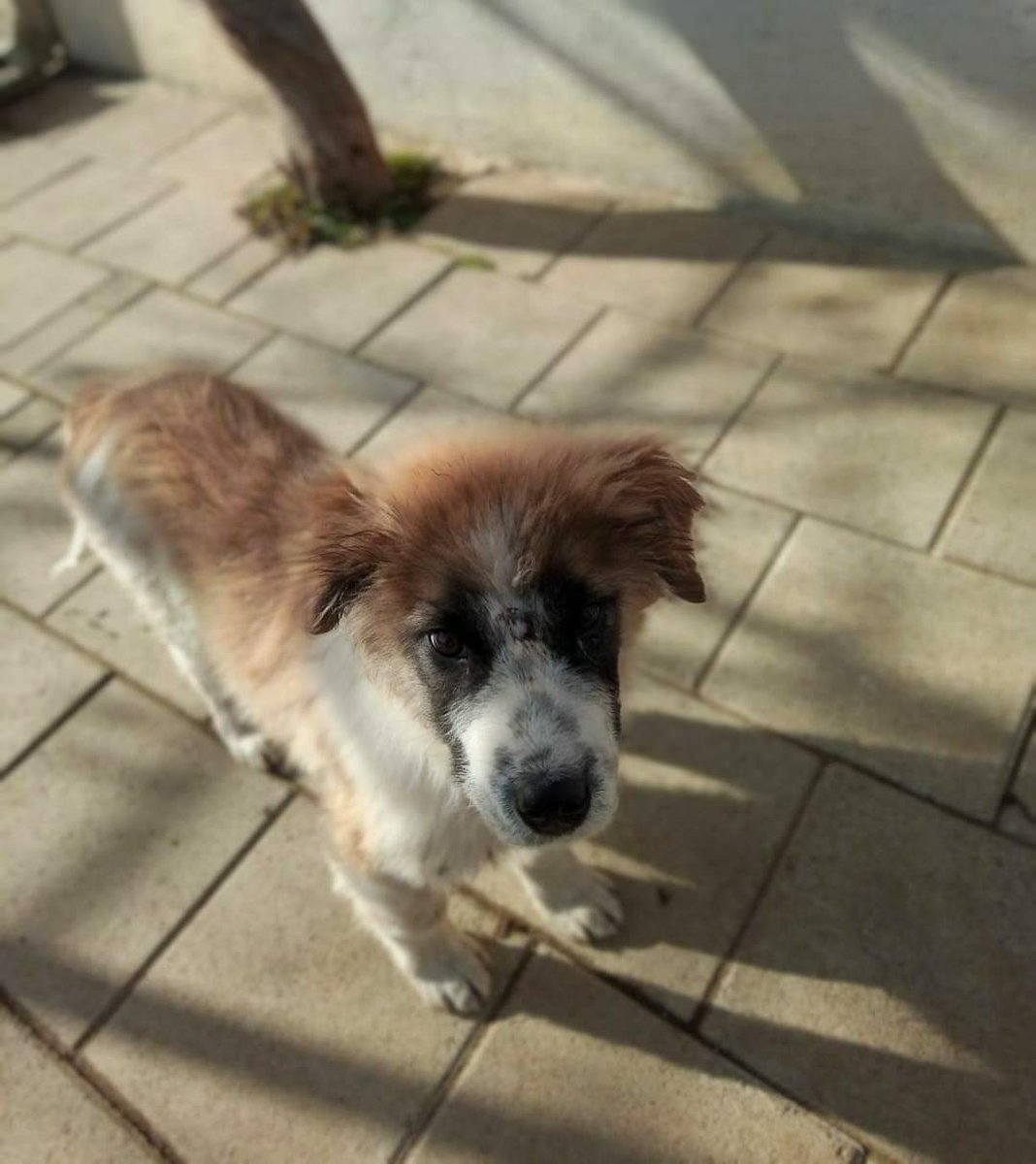 ShelterAmos's tweet photo. We are still looking for a home for our sweet Kodiak! He is a very lovely and calm boy, a bit shy at first but will enjoy cuddling and playing after he gets to know you.
He is around 4 months old and will be a medium growth. Let's find him a home ♥️

#AMOS #amosshelter #dogs https://t.co/yyjRu6wq9v