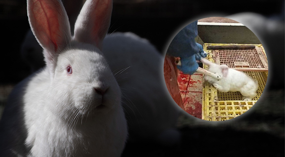 Cockato47613097's tweet photo. @PINSgov, please uphold the refusal of an intensive #rabbit farm in #Coleshill and reject the appeal. If these plans are approved, 10,000 #rabbits a year will be slaughtered for their flesh and #fur. #RefuseTheRabbitFarm https://t.co/w5RZI3aDRX