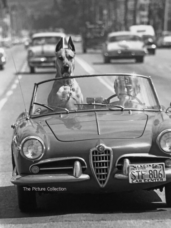 Great Dane “Thor” riding in sports car (1961) Photo by Ralph Crane #photography #blackandwhitephotography https://t.co/drg22UZSFy