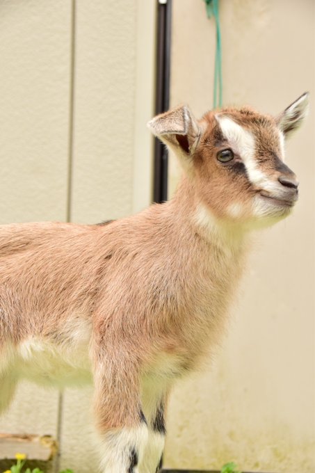 ヤギ 高画質 のtwitterイラスト検索結果 古い順