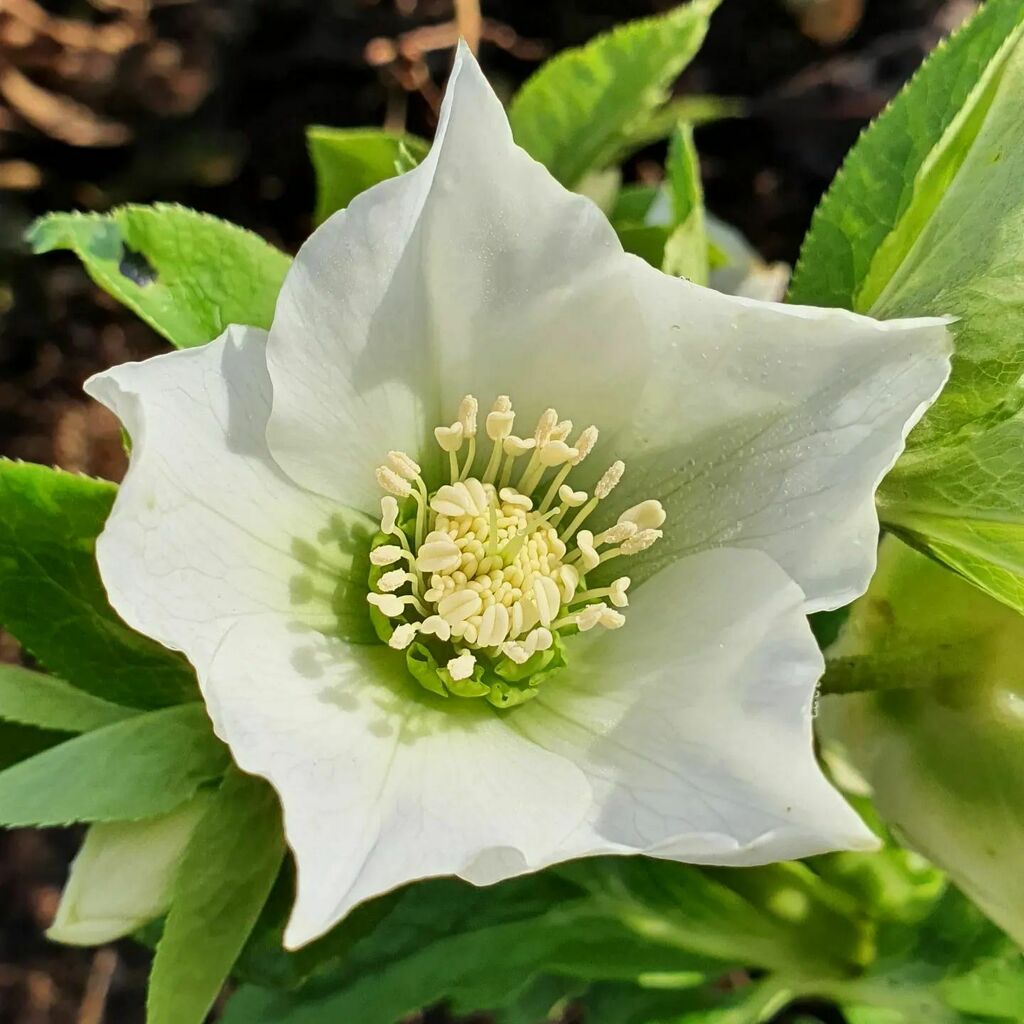 We planted a few dozen plugs of these beauties from <a href="/hayloftplants/">Hayloft</a> in the furthest corner of the farm a couple of years back. They're settling in nicely now and, being not the easiest of flowers to use fresh, we trying drying them this year. It's looking… instagr.am/p/CZoSCS_Kw43/