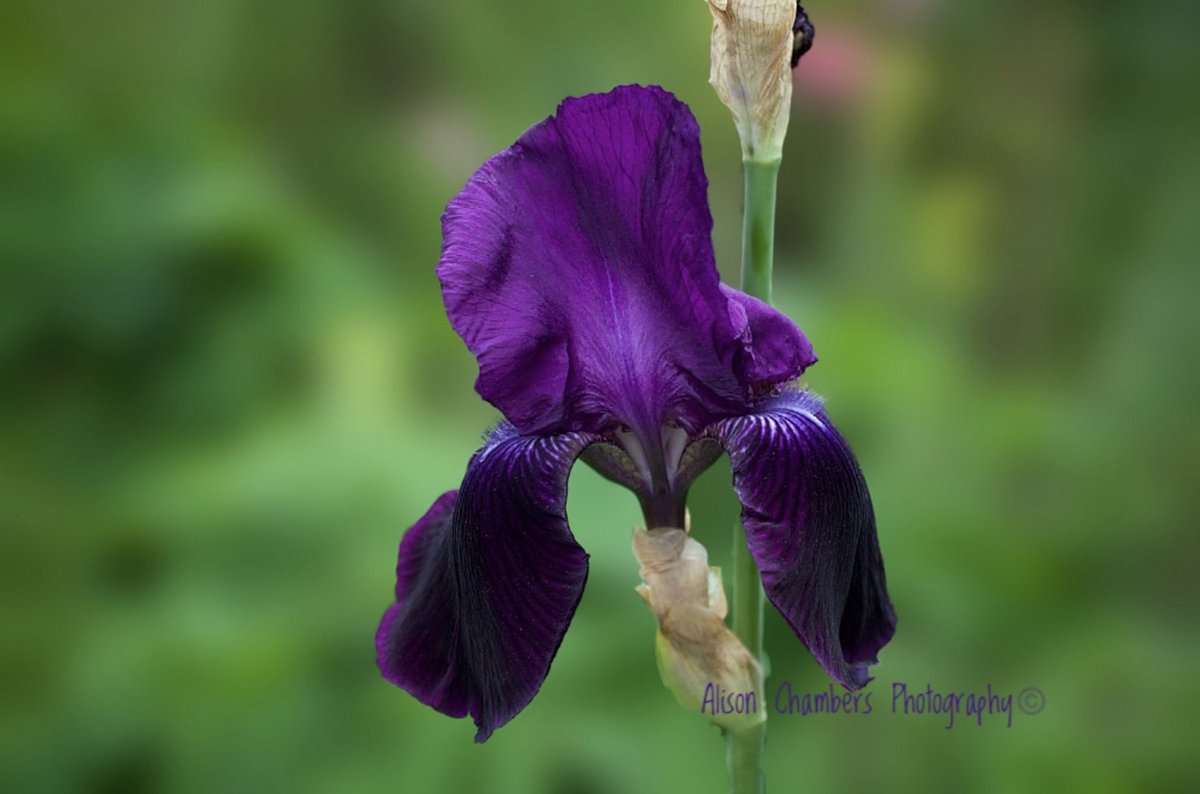 Iris Purple Velvet©️. Shop.Photo4Me.com/1097639 & fineartamerica.com/featured/iris-… & alisonchambers2.redbubble.com & Society6.com/alisonchambers2 - name not on artwork. #beardediris #purple #iris #flowerprints #floralprints #flowercanvas #canvasprint #wallart