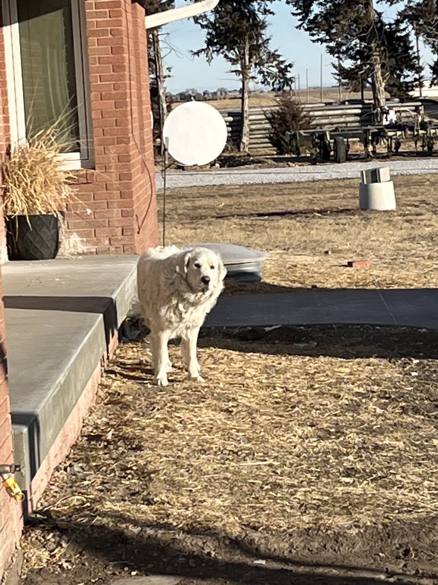 a_bonifas's tweet image. Lizzy looks tired and hung over.  I guess it is morning after her 21st birthday!!! #21problems