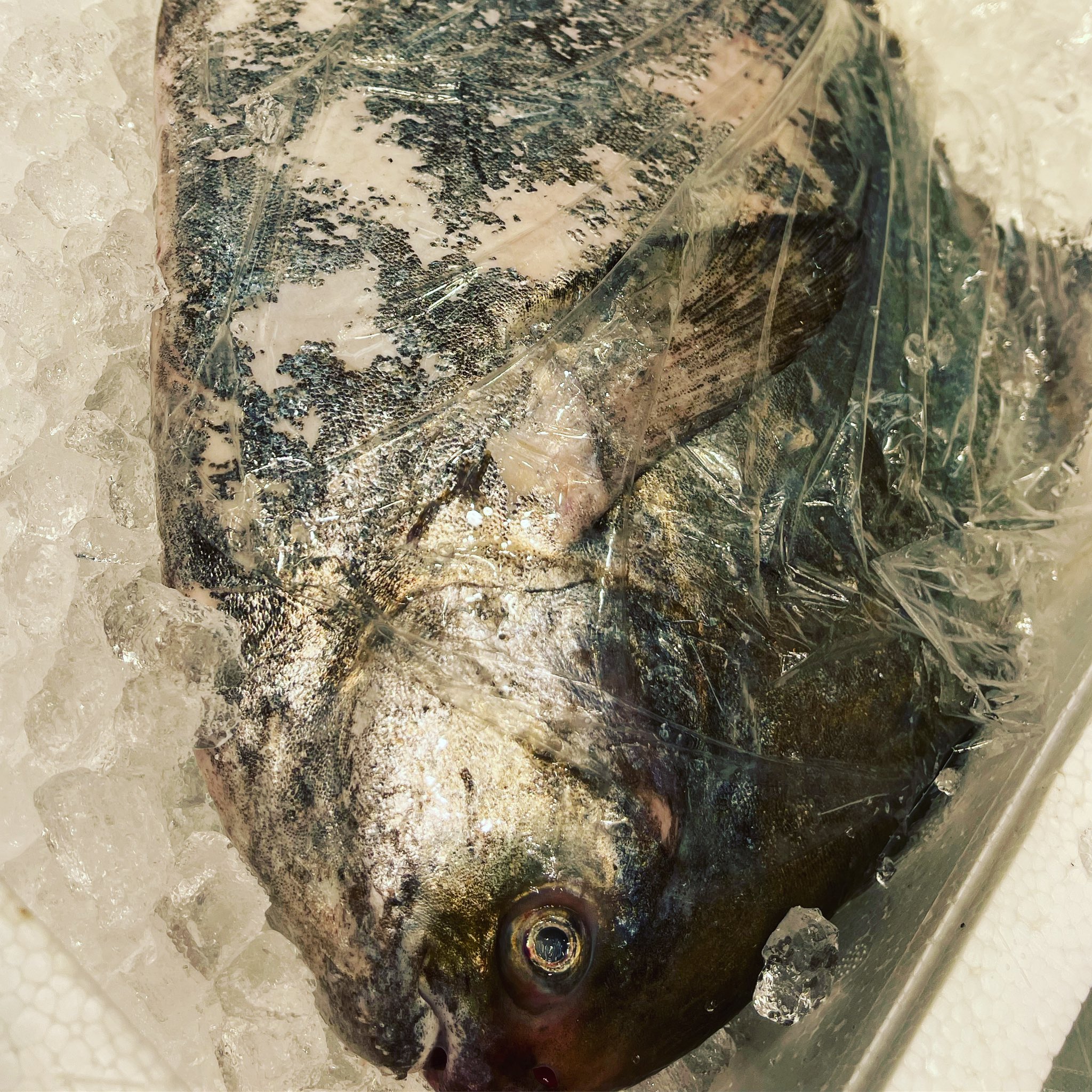 鮮魚 悠 マナガツオ Osakana663 1 6kg Up 久々の良い型マナガツオ 鮮度抜群 鱗の多さが良い鮮度の証拠を物語っています これこそthe旨いお魚 調理法 お刺身 炙り お煮付け 味噌漬け 塩焼き 天然魚専門店 鮮魚悠 T Co Dimznzagpw