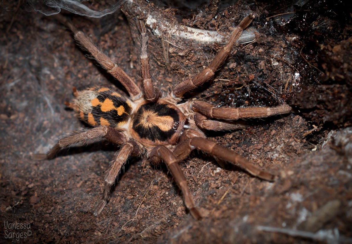 Vanessa_Sarges's tweet photo. Not sure what's up with this #Hapalopus sp. #Colombia ♀️. She has redone her enclosure and destroyed all her hiding spots and that is not a good thing. This is a #tarantula who will bolt out if they have nowhere to hide when disturbed... and they are very fast.
#NeverBeenBitten https://t.co/DLFkwdvoeM
