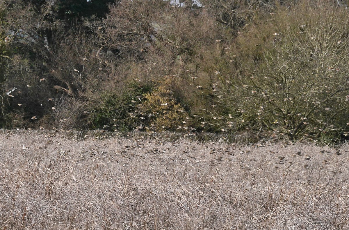 Part of the estimated 500 Bramblings and 100 Linnets at Flackwell Heath earlier today. Also a few Chaffinches and a lone Goldfinch in the mix.