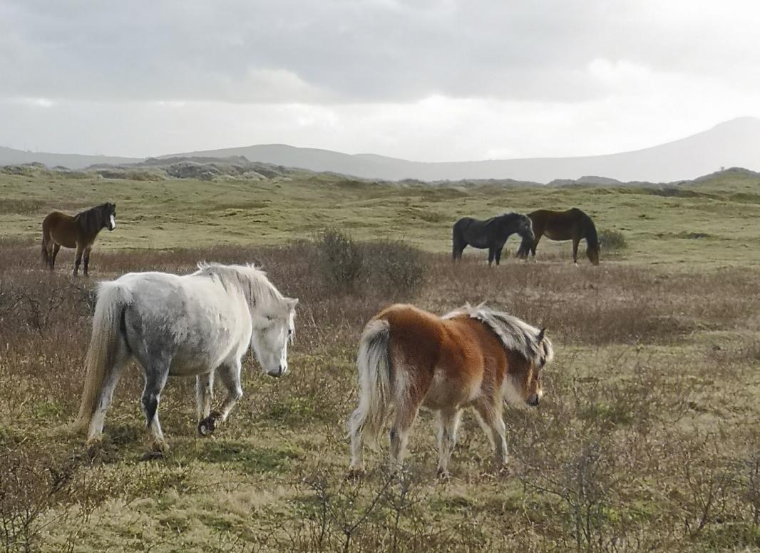 JanHalePudVan's tweet image. Lovely to see the wild Welsh mountain ponies on Newborough Warren #perfectwalk #wildponies #nature