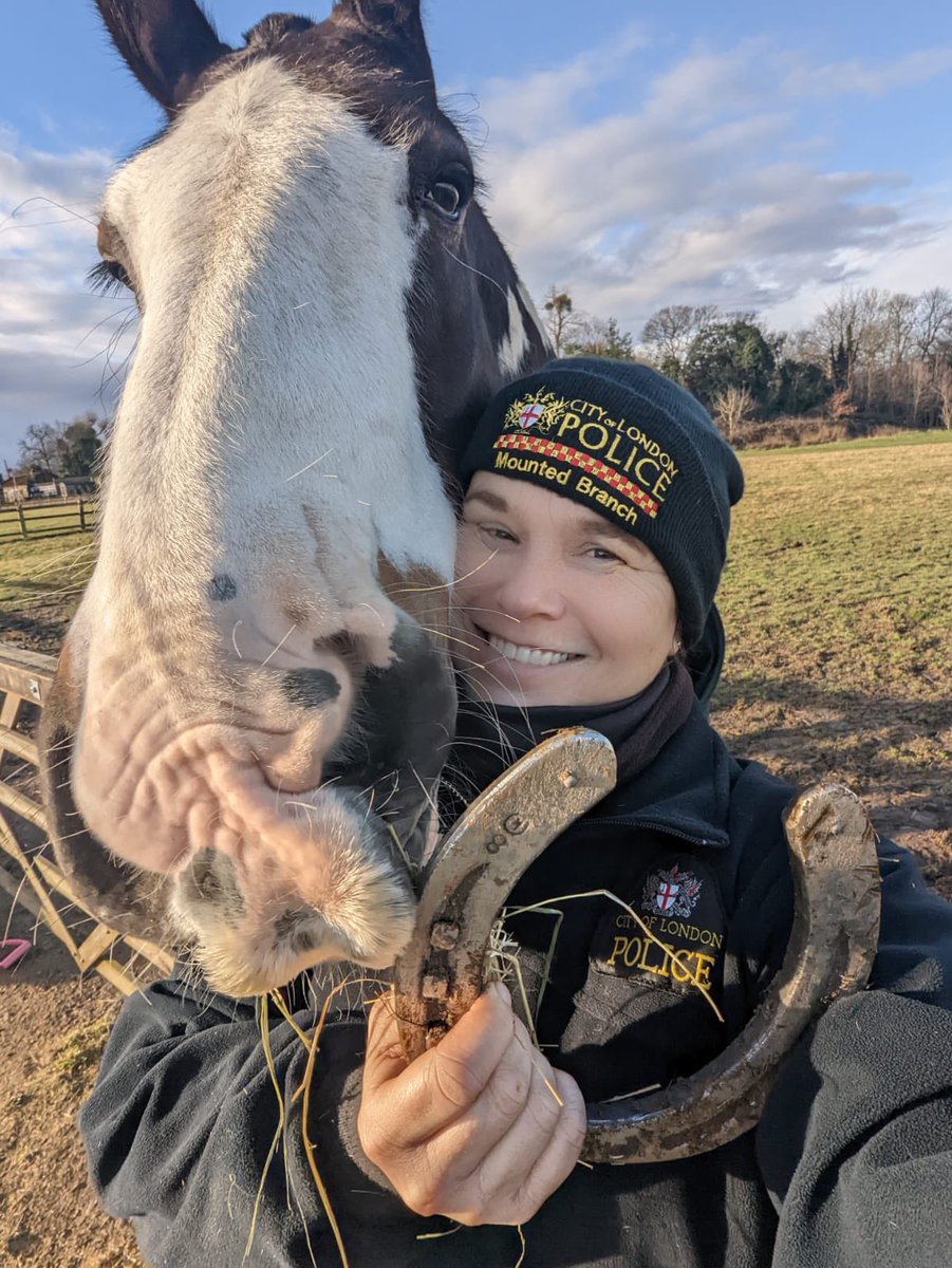 City Police Horses tweet media