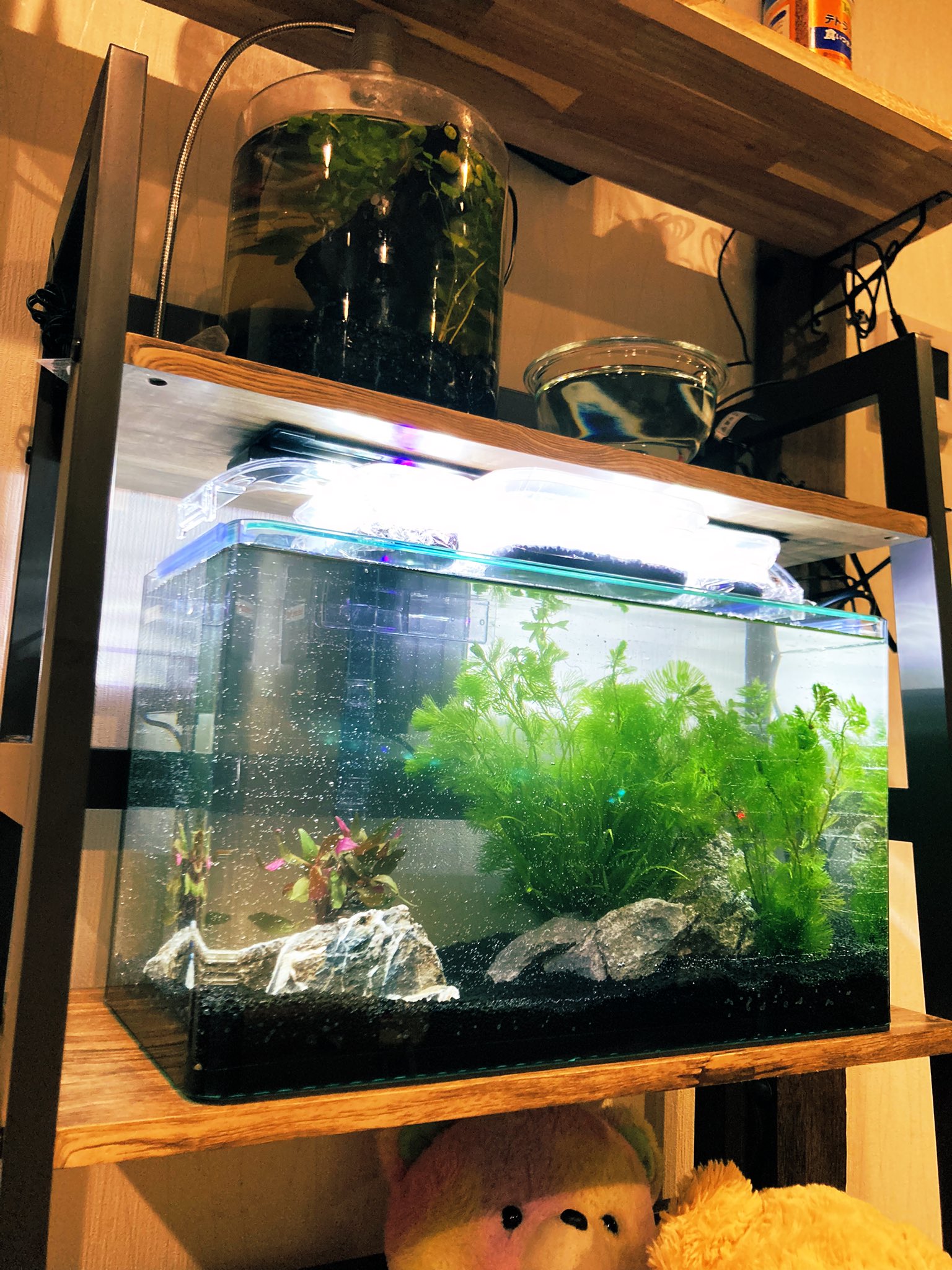 Casco メダカさん思いの外窮屈そうなので 大きい水槽立ち上げ中ー 元々の円柱水槽は薬浴や塩浴用に T Co Yvhwdcjgio Twitter
