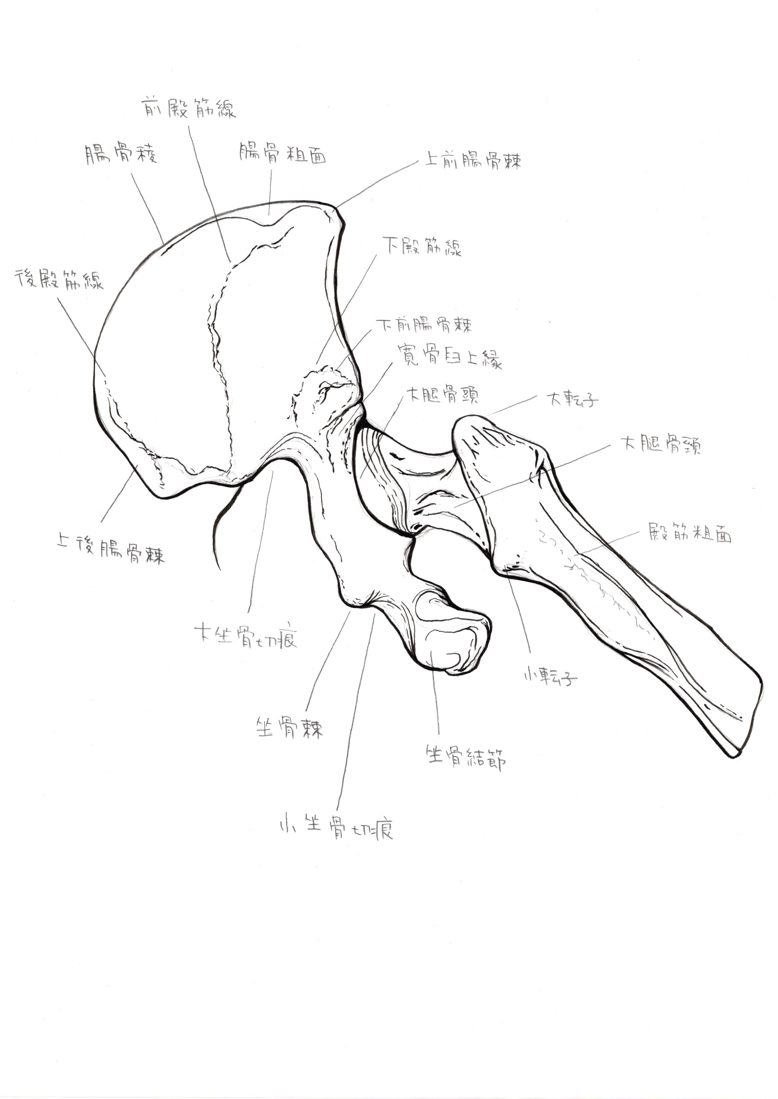 メディカルイラスト Twitter Search Twitter