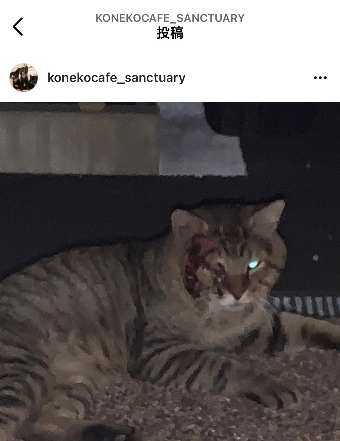 こねこカフェサンクチュアリ 保護猫カフェ 代表 uchimiho Twitter