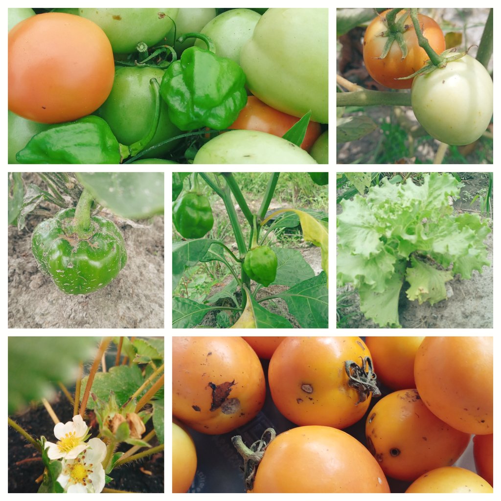 Ce week-end, mon petit jardin bio m'a offert 5 kilo de tomates 🍅

Convaincu d'être dans la vérité. 
#SemonsCeQueNousMangeons