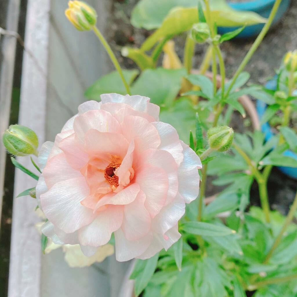 kaworry's tweet photo. #ラナンキュラスラックスアリアドネ
めっちゃ可憐💖💜🤍
#rananculus https://t.co/bwapMXUWyP
