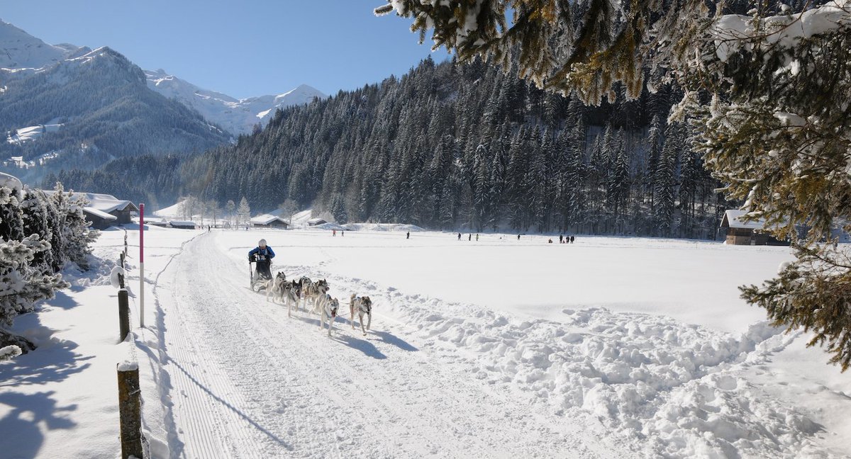 Veronique_Kanel's tweet photo. Les 12 et 13.02, des mushers de différentes nations s'affronteront sur les parcours enneigés de la région @lenksimmental lors de la 42e course internationale de chiens de traîneau à la #Lenk: https://t.co/ihHdDHNxPy @madeinbern @MySwitzerland_f https://t.co/TC6cESfysG
