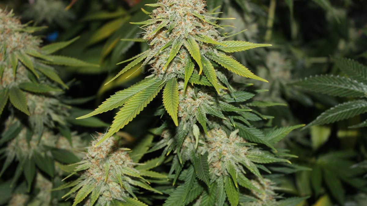 paradiseseeds's tweet photo. Our sweet Sensi Star is back with all her indica glory 🤩
She is a legendary High Times and High Life cup winner and known for her superb potency and thick buds 😎🏆
Check her out here: https://t.co/jw37MZYXP9
#paradiseseeds #finestse https://t.co/HASV4eg9mu