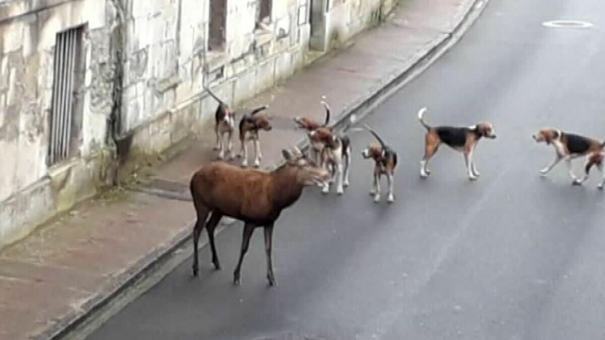 leparisien_60's tweet photo. Le Conseil d’Etat confirme l’arrêté anti-chasse à courre du maire de Pont-Sainte-Maxence
➡️ https://t.co/5S17ZbpDyM https://t.co/JYILzcVOnZ