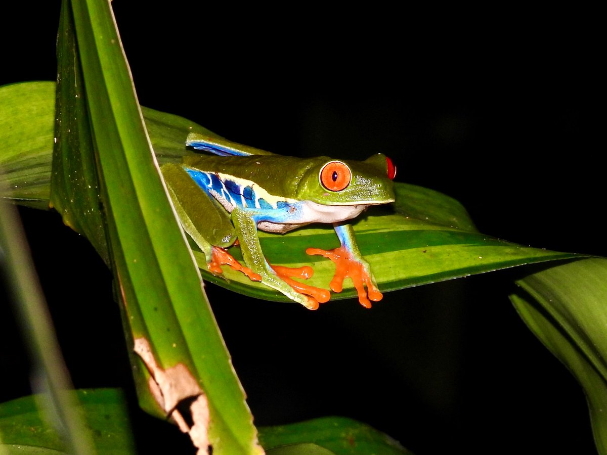 A Red-eyed Tree Frog is seen sitting on a broad green leaf at night, facing right of shot, illuminated in the light of a torch. It is a slender frog about 7 inches long with large bright red eyes, bright orange feet, green legs, blue flanks, a white throat and a lime green head and back.